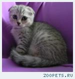 Шотландские котята и Хайленд