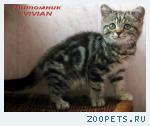Британские мраморные котята из питомника VIVIAN.