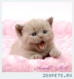 Лиловые британские котята.