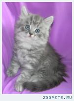 Шотландские котята и Хайленд