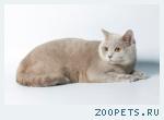 Скоттиш страйт котик приглашает на вязку