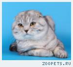 Шотландский вислоухий кот для вязки
