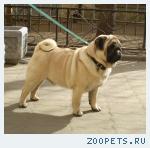 Мопс Вязка