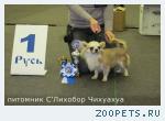 Чихуахуа для вязки кобель
