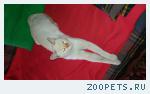нашли кота