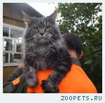 Вязка с мейн куном