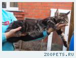 Котята мейн куны разного окраса