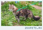 Молодая кошка мейн кун