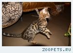 Бенгальские котята