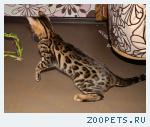 Бенгальские котята
