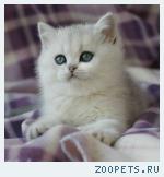 Британские котята