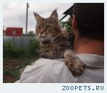 Молодая кошка мейн кун