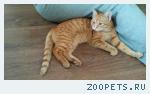Рыжий котик в добрые руки