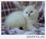 Британские котята