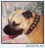 Продаются щенки ка де бо
