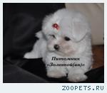 Мальтезе, мальтийская болонка щенки мини и стандарт