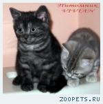 Британские дымные котятаиз питомника VIVIAN