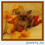 Очаровательные малыши чихуахуа