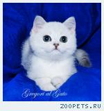 Эксклюзивные Британские серебристые шиншиллы
