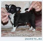 Чихуахуа из питомника Усадьба Гномов