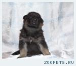 Продам Щенка кобель