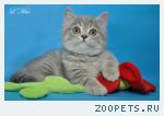 Шотландский плюшевый котенок котик