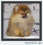 Померанский шпиц
