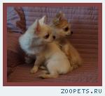 Чихуахуа длинношерстные щенки
