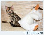 Бенгальские котята