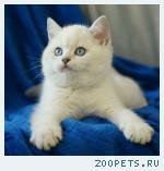 Британские котята
