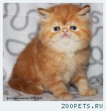 Персидский котик красный мрамор