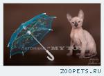 Продам котенока  Донской сфинкс