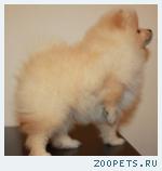 Шпиц Маленькая девочка