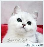 Британские серебристые шиншиллы с изумрудными глазками