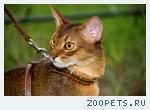 Абиссинский кот для вязок