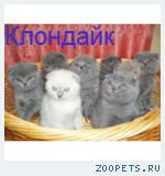 Шотландские вислоухие плюшевые котята.