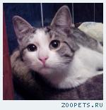 найден кот подросток