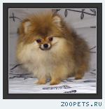 Померанский шпиц