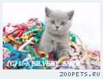 Британский котенок на Новый Год!
