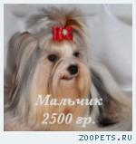 Бивер Йорк, Бивер, Биверы  очаровательные щенки