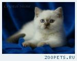Британские котята