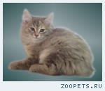 Котята Курильских Бобтейлов из питомника