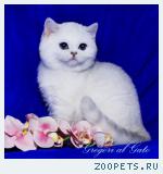 Британские серебристые шиншиллы с изумрудными глазками