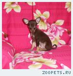 Мини щенки русского той терьера