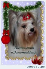 Мальтезе, мальтийская болонка щенки мини и стандарт купить