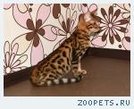 Бенгальские котята шалуны