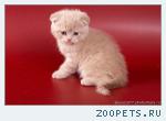 клубныекотята