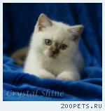 Британские котята