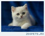 Британские котята