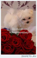Мальтезе, мальтийская болонка щенки мини и стандарт купить